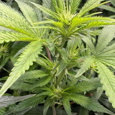 Afghan Kosher Fem