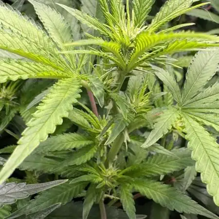 Afghan Kosher Fem