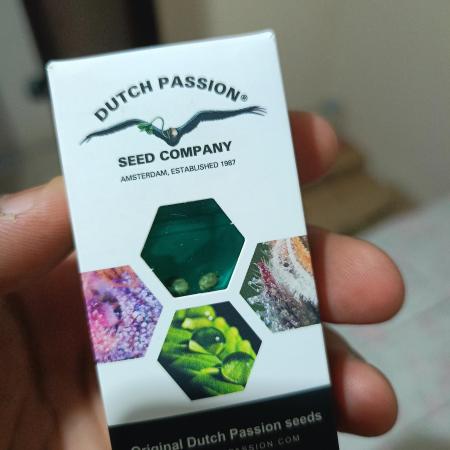 Durban Poison | Dutch Passion | INDOOR BRASIL / RJ