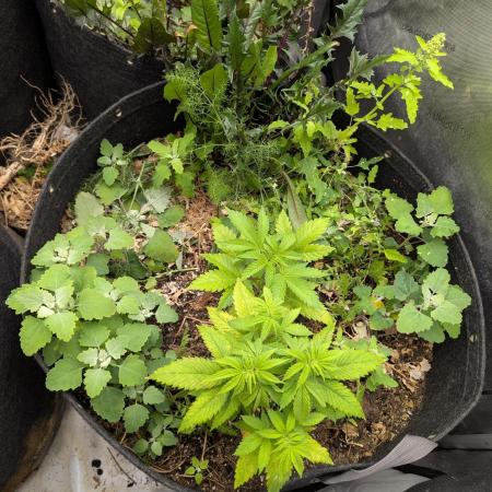 WongBurger by Hoku seeds, Grow 2!