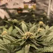 Flower Time for CookieGelato