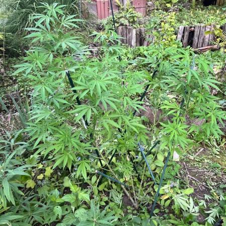 Heavy Indicas Outdoor 26