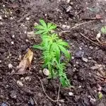 0-Euro-Herbst-Grow Do-Si-Dos