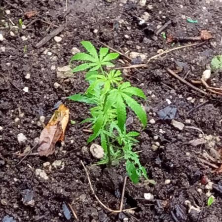 0-Euro-Herbst-Grow Do-Si-Dos