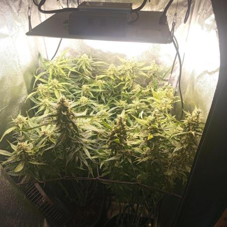 S.A.D. Sweet Afgani Delicious Auto