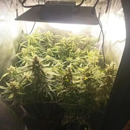 S.A.D. Sweet Afgani Delicious Auto