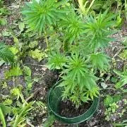 Heavy Indicas Outdoor 26