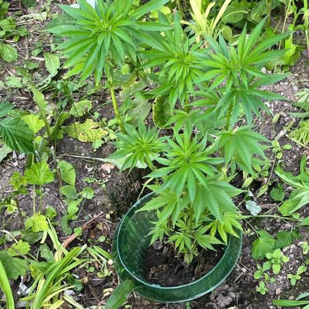 Heavy Indicas Outdoor 26