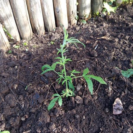 0-Euro-Herbst-Grow Do-Si-Dos