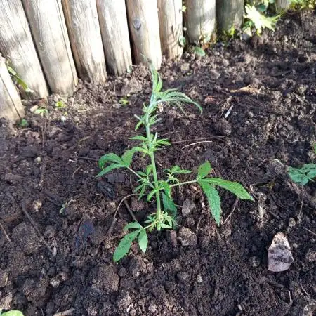 0-Euro-Herbst-Grow Do-Si-Dos