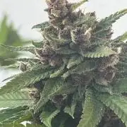 Balkon FastBuds 26