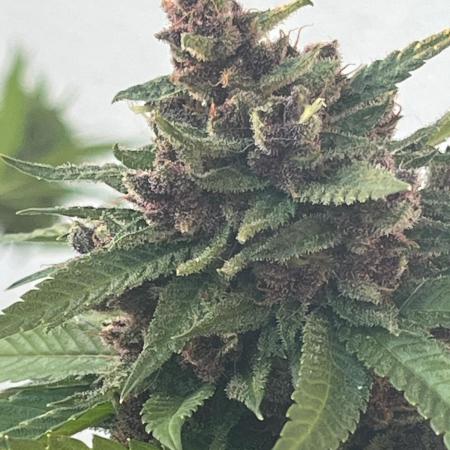 Balkon FastBuds 26
