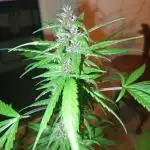 Balkon 42FastBuds