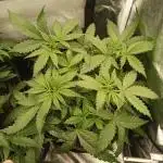 S.A.D. Sweet Afgani Delicious Auto