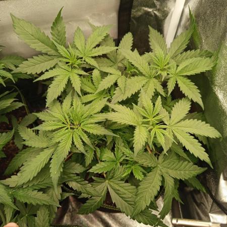 S.A.D. Sweet Afgani Delicious Auto