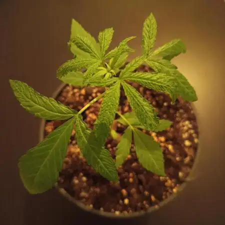0-Euro-Herbst-Balkon-Grow Do-Si-Dos(x?)