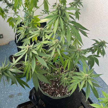 Balkon FastBuds 26