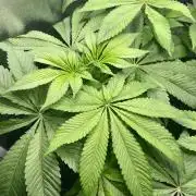 Deep Chunk Sommergrow Indoor