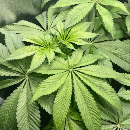 Deep Chunk Sommergrow Indoor