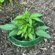 Outdoor FastBuds 26