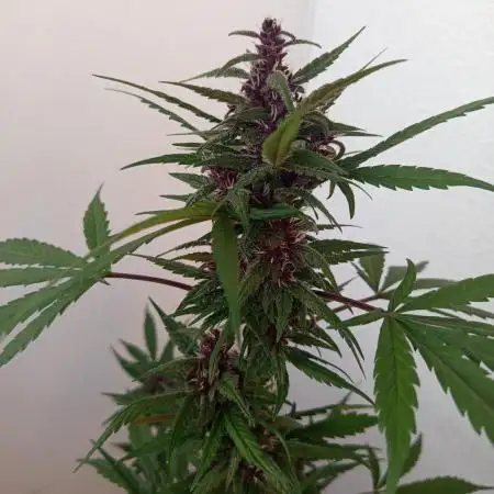 Balkon 42FastBuds