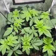 Deep Chunk Indoor Repro