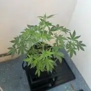 Balkon FastBuds 26