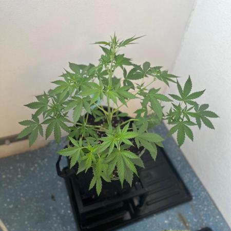 Balkon FastBuds 26