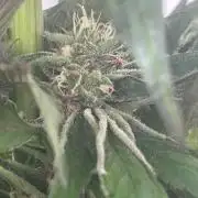 Deep Chunk Sommergrow Balkon