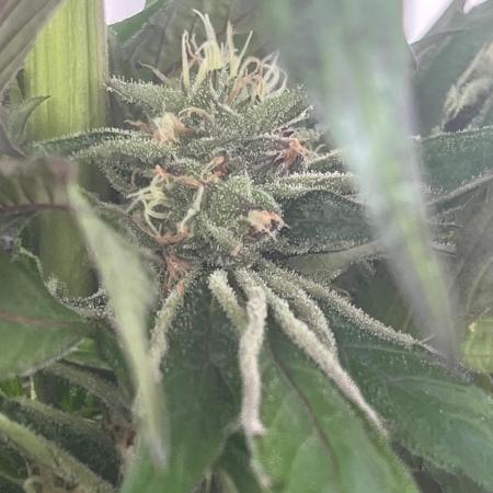 Deep Chunk Sommergrow Balkon