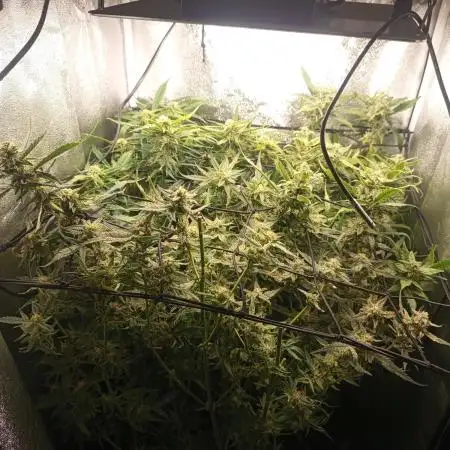 S.A.D. Sweet Afgani Delicious Auto