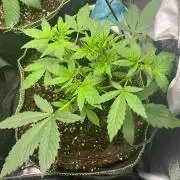 Balkon FastBuds 26