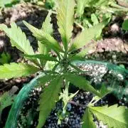 Mittsommer Grow LSD25 Auto
