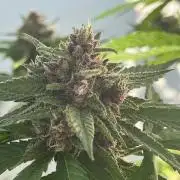 Balkon FastBuds 26