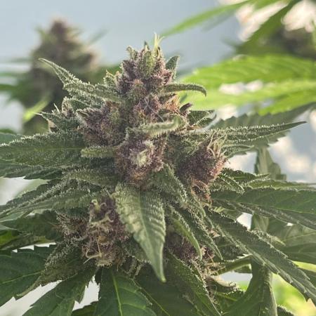 Balkon FastBuds 26