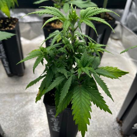 Heavy Indicas Outdoor 26