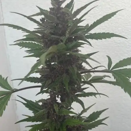 Balkon 42FastBuds