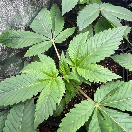 Deep Chunk Sommergrow Indoor