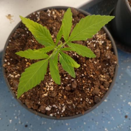0-Euro-Herbst-Balkon-Grow Do-Si-Dos(x?)