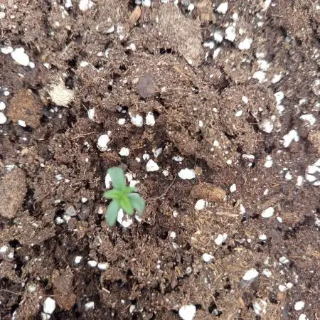 S.A.D. Sweet Afgani Delicious Auto