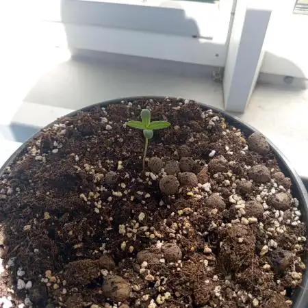 0-Euro-Herbst-Balkon-Grow Do-Si-Dos(x?)