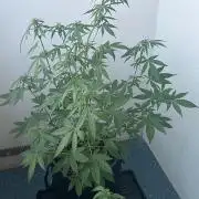 Balkon FastBuds 26