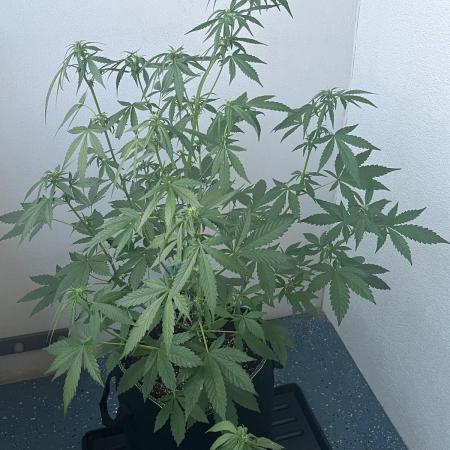 Balkon FastBuds 26