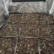 Deep Chunk Indoor Repro