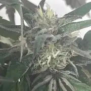 Deep Chunk Sommergrow Balkon
