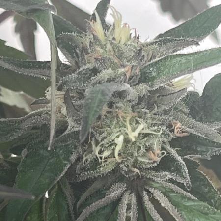 Deep Chunk Sommergrow Balkon