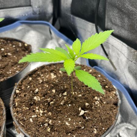 Mittsommer Grow LSD25 Auto