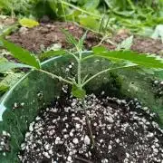 Mittsommer Grow LSD25 Auto