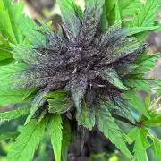 Outdoor FastBuds 26