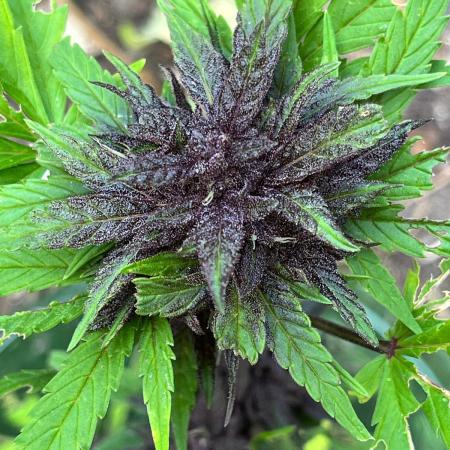 Outdoor FastBuds 26